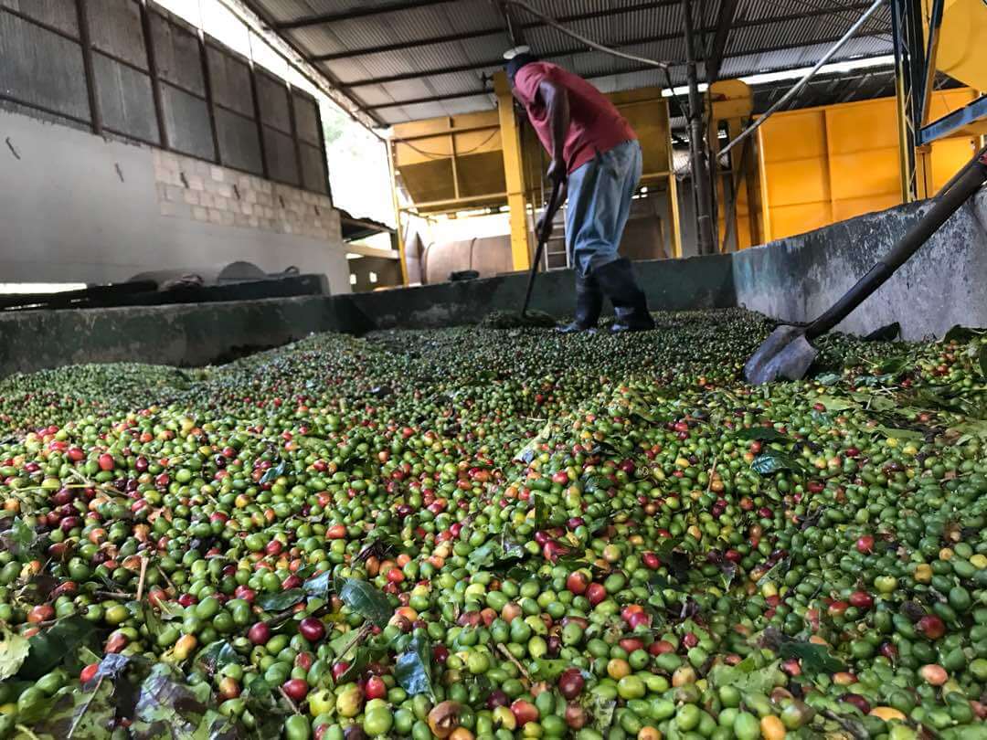 Immature coffee cherries harvested for the commodity market