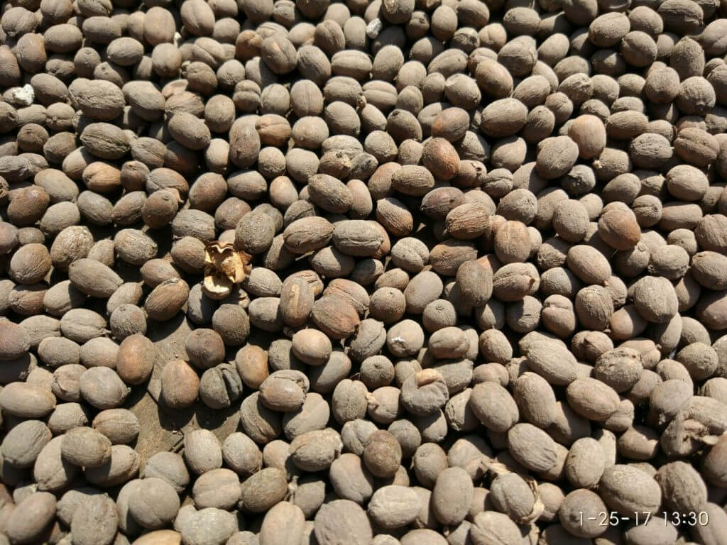 Low quality Sun-dried natural coffee