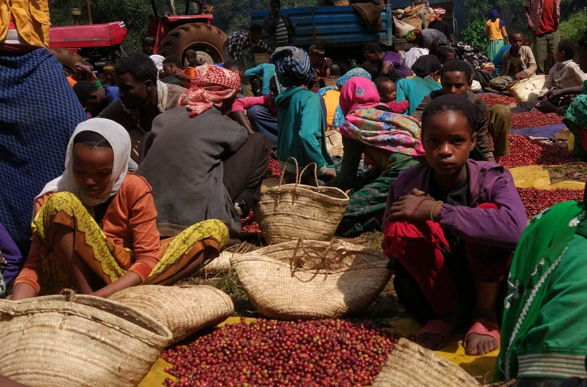 How could we deal with child labor at coffee farms? ⋆ The