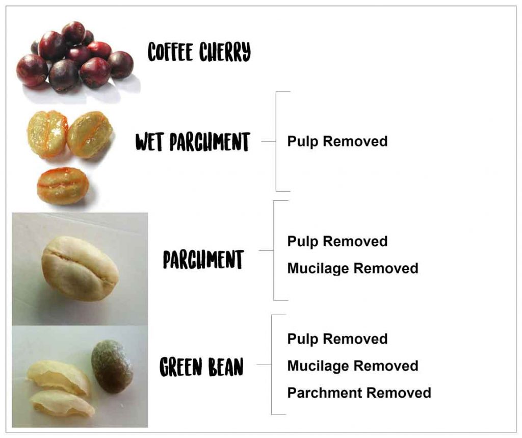 Coffee Bean Stages During Processing 