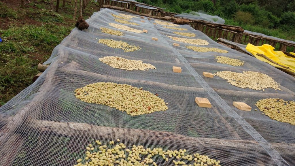 Coffee samples during drying stage